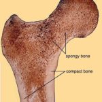 Healthy hip bone